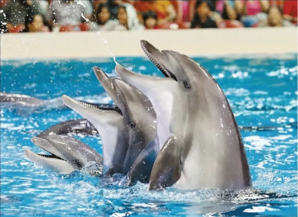 Dubai Dolphinarium Tickets