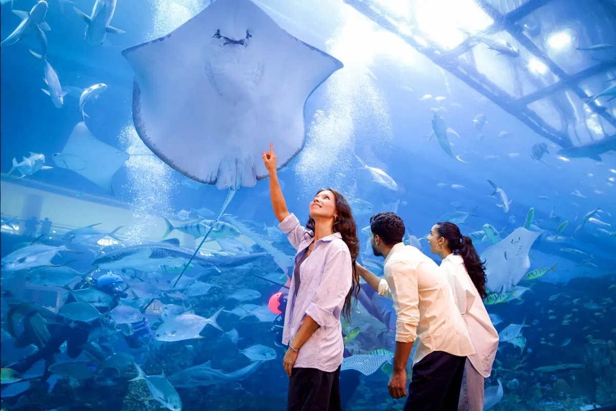 Penguin Cove Dubai Tickets