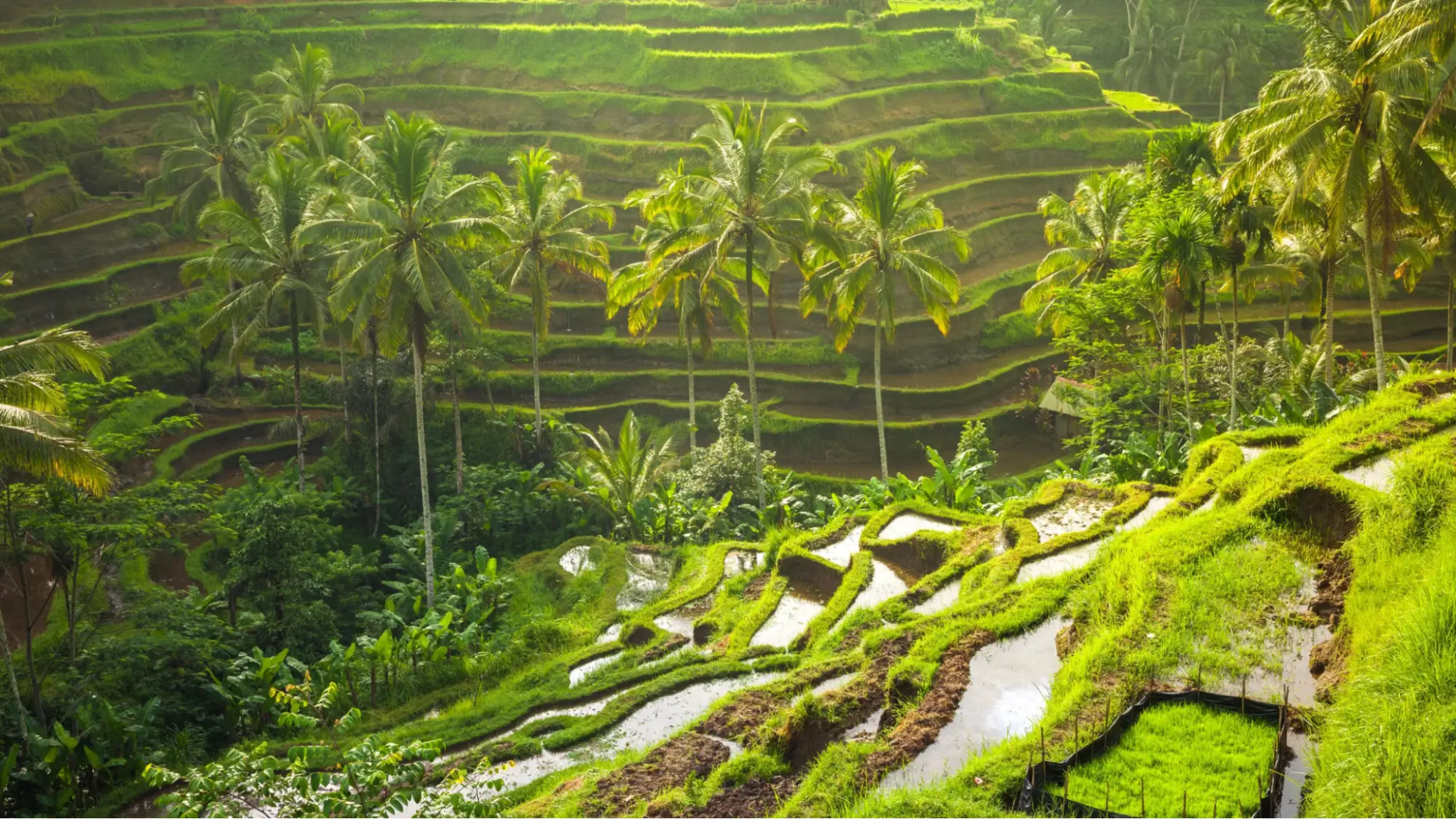 Bali 7N/8D tour package itinerary
