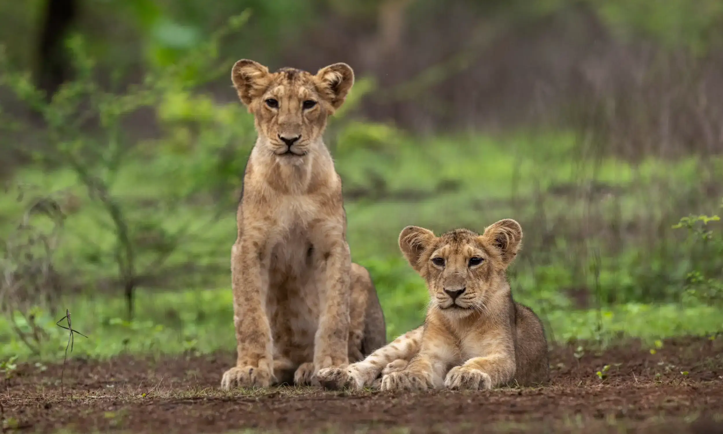 Gujarat travel highlight 4