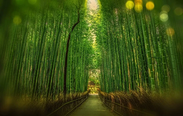 Japan travel highlight 1