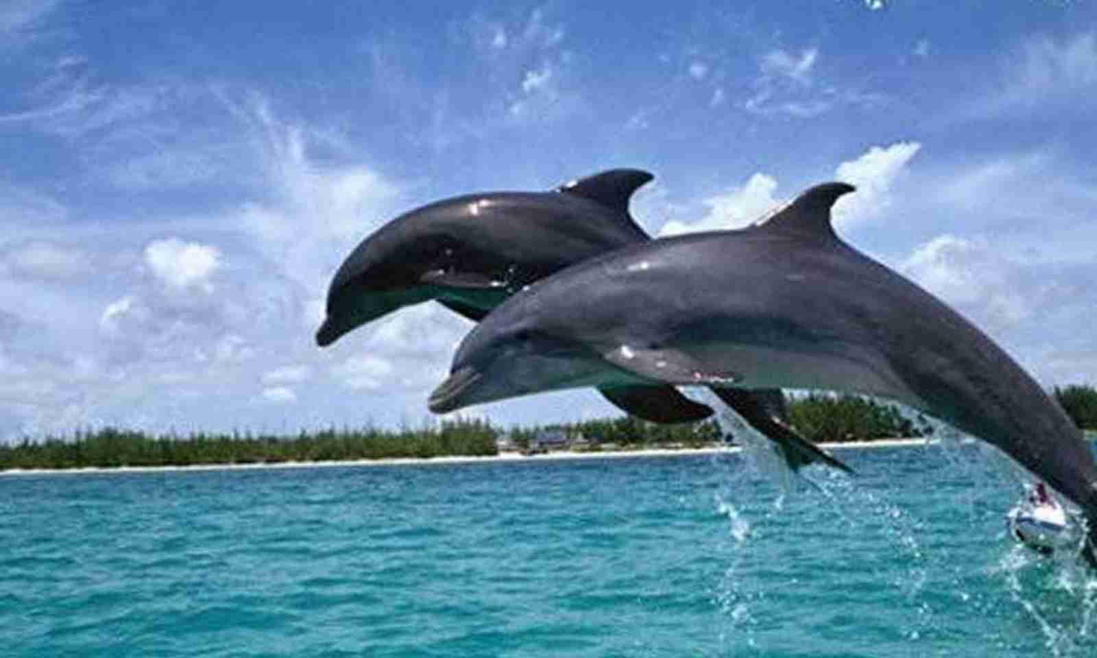 Odisha travel package image 4