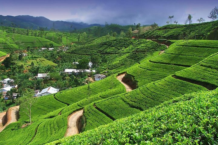 Sri Lanka travel package image 3
