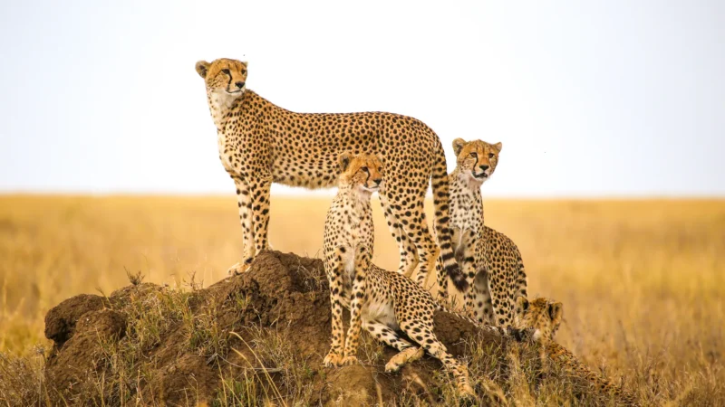 Tanzania travel highlight 1