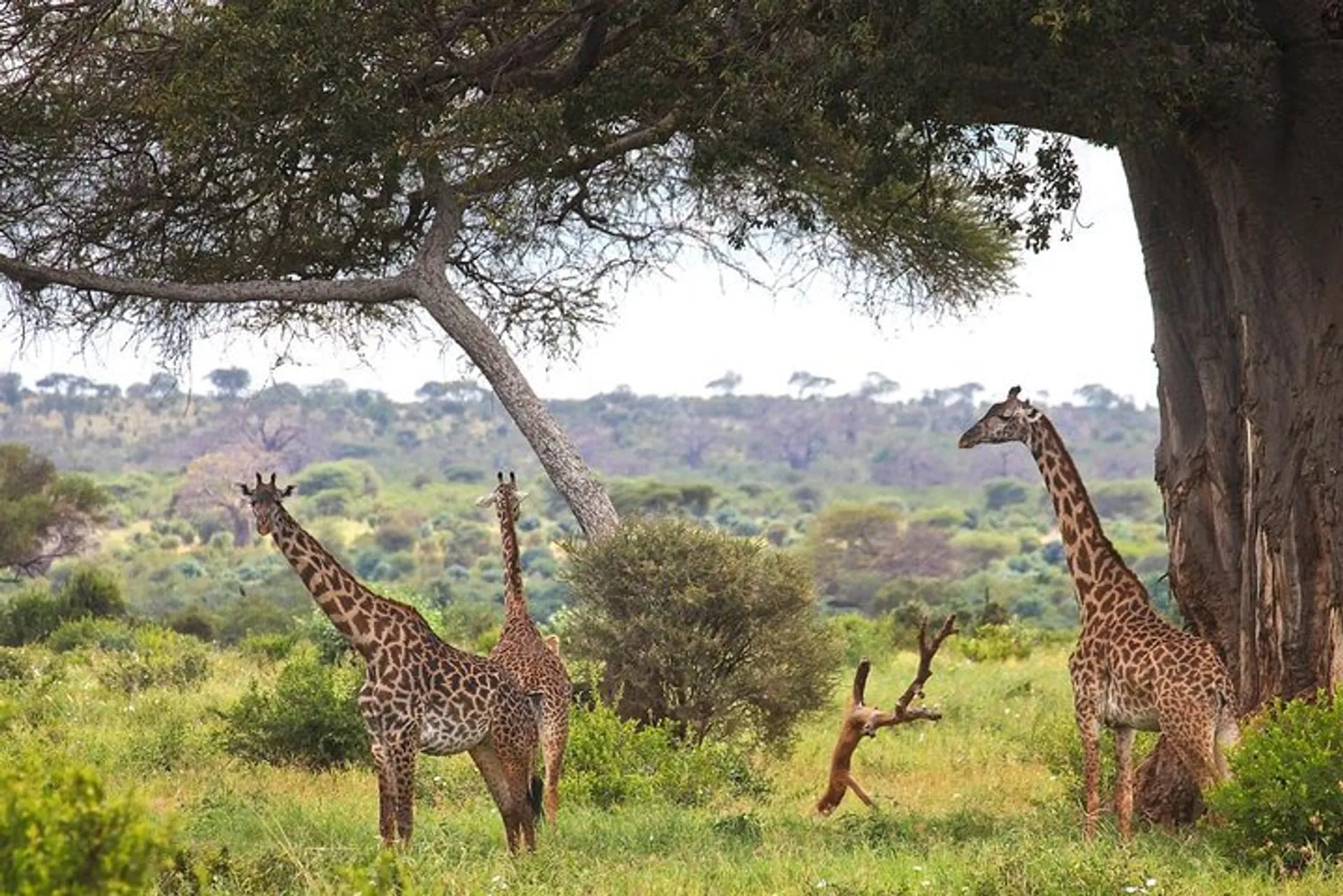 Tanzania 6N/7D tour package itinerary